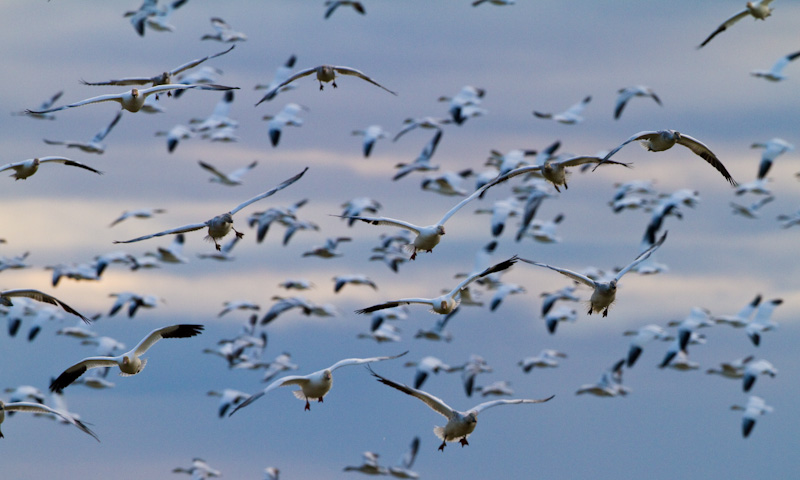 Snow Geese In Flight